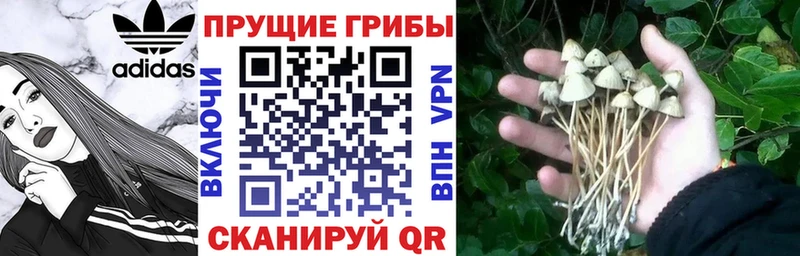 Купить Кизляр Галлюциногенные грибы Psilocybe